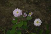 Anemonella thalictroides 'Kikuzaki Pink'