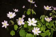 Anemonella_thalictroides_TOM_5844.JPG