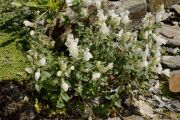 Antirrhinum hispidum