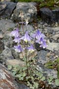 Aquilegia amaliae