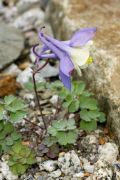 Aquilegia discolor