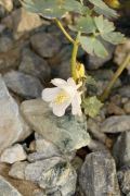 Aquilegia laramiensis