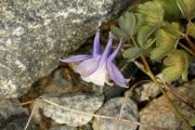 Aquilegia saximontana