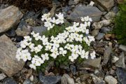 Arabis bryoides