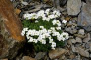 Arabis_drabiformis_TOM_6633.JPG