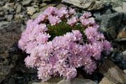 Armeria caespitosa