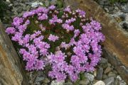 Armeria caespitosa Lelekovice