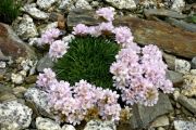 Armeria trojana