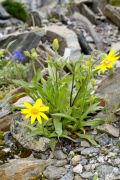 Arnica rydbergii