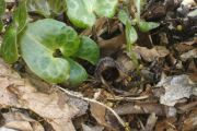 Asarum marmoratum