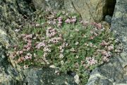 Asperula boissieri