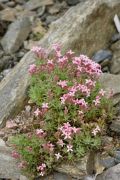 Asperula daphneola