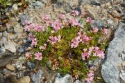 Asperula lilaciflora