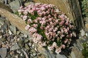 Asperula nitida