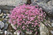 Asperula sintenisii