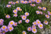 Aster likiangensis