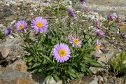 Aster likiangensis