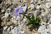 Aster natalensis