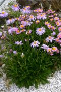 Aster tongolensis