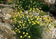 Bupleurum ranunculoides