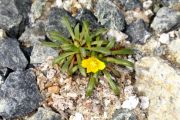 Calandrinia ranunculina