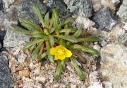 Calandrinia ranunculina