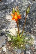 Calandrinia skottsbergii