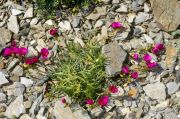 Calandrinia umbellata