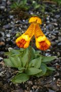 Calceolaria darwinii