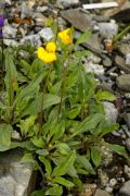 Calceolaria mendoncina