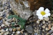 Callianthemum alatavicum