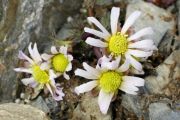 Callianthemum anemonoides