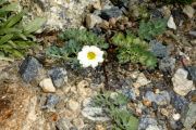 Callianthemum angustifolium