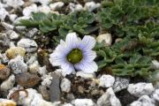 Callianthemum farreri