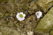 Callianthemum farreri