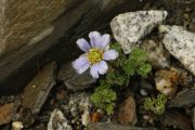 Callianthemum farreri