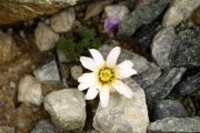 Callianthemum kernerianum