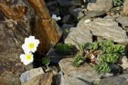 Callianthemum sajanense