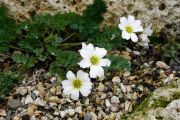 Callianthemum sajanense