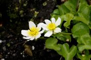 Caltha palustris 'Alba'