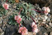 Calyptridium umbellatum