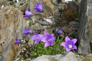 Campanula anomala