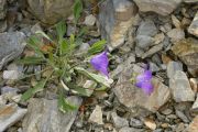 Campanula aucheri