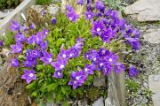 Campanula bellidifolia