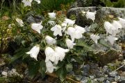 Campanula betulifolia