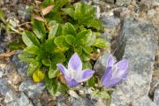 Campanula chamissonis