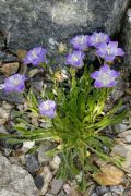 Campanula ciliata