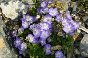 Campanula 'Maie Blyth'