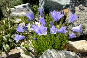 Campanula lasiocarpa