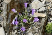 Campanula oreadum